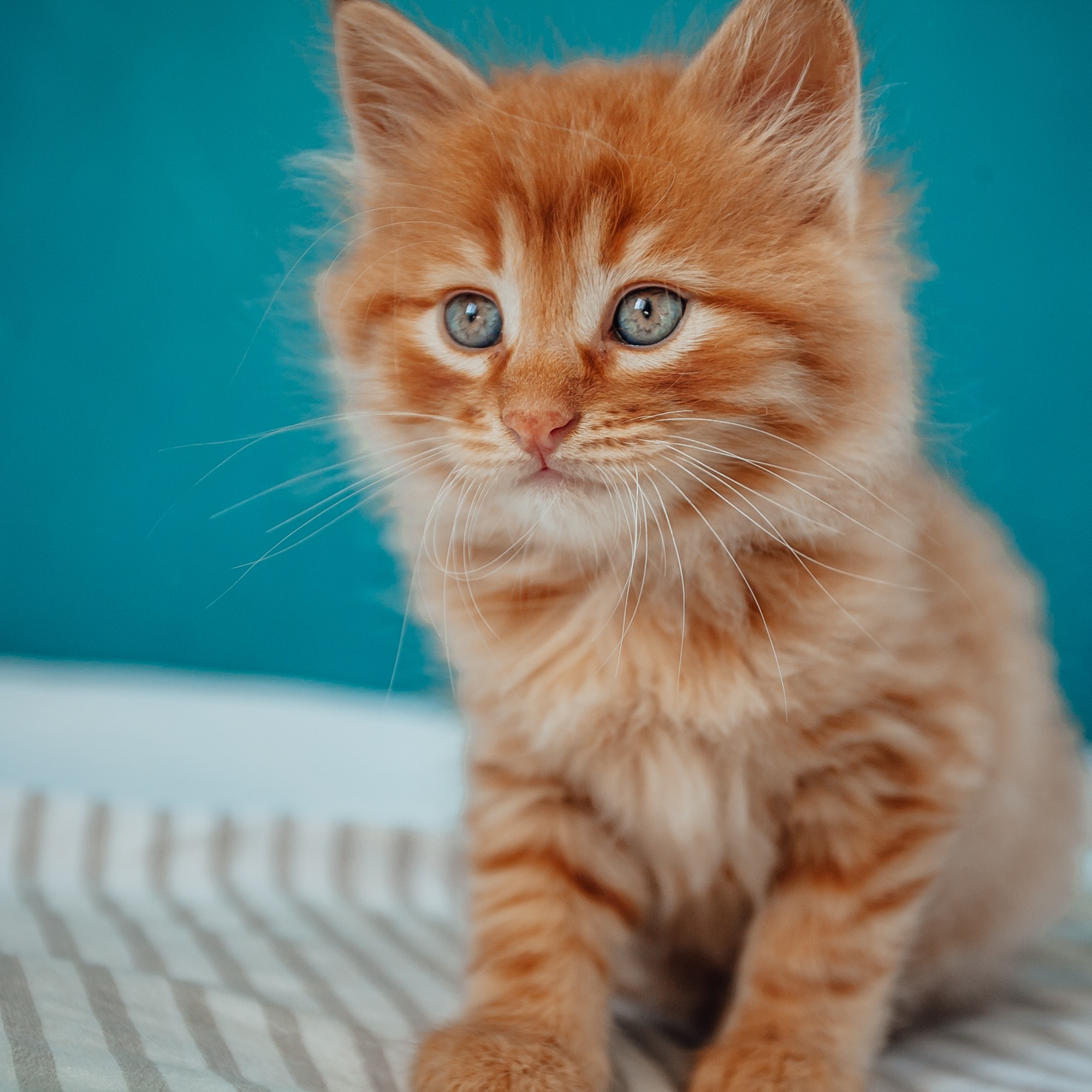 Baby Cat. Ginger Kitten Playing At Home